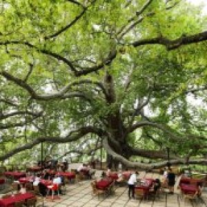 شجرة جميز إنكايا التاريخية 
