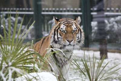 Bursa Zoo