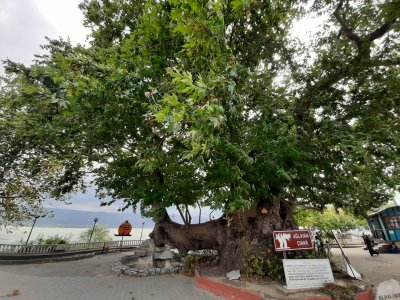 شجرة الجميز الباكية