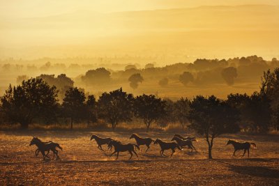 Karacabey Harası