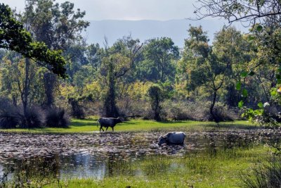 Karacabey Floodplain Forests