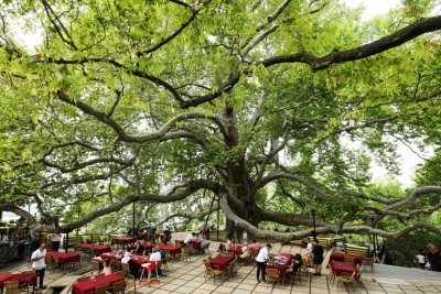 Drink Tea Under the Largest Tree of Turkey