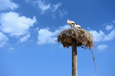 Eskikaraağaç Köyü Yaban Hayatı Ve Tahnit Sergi Salonu 
